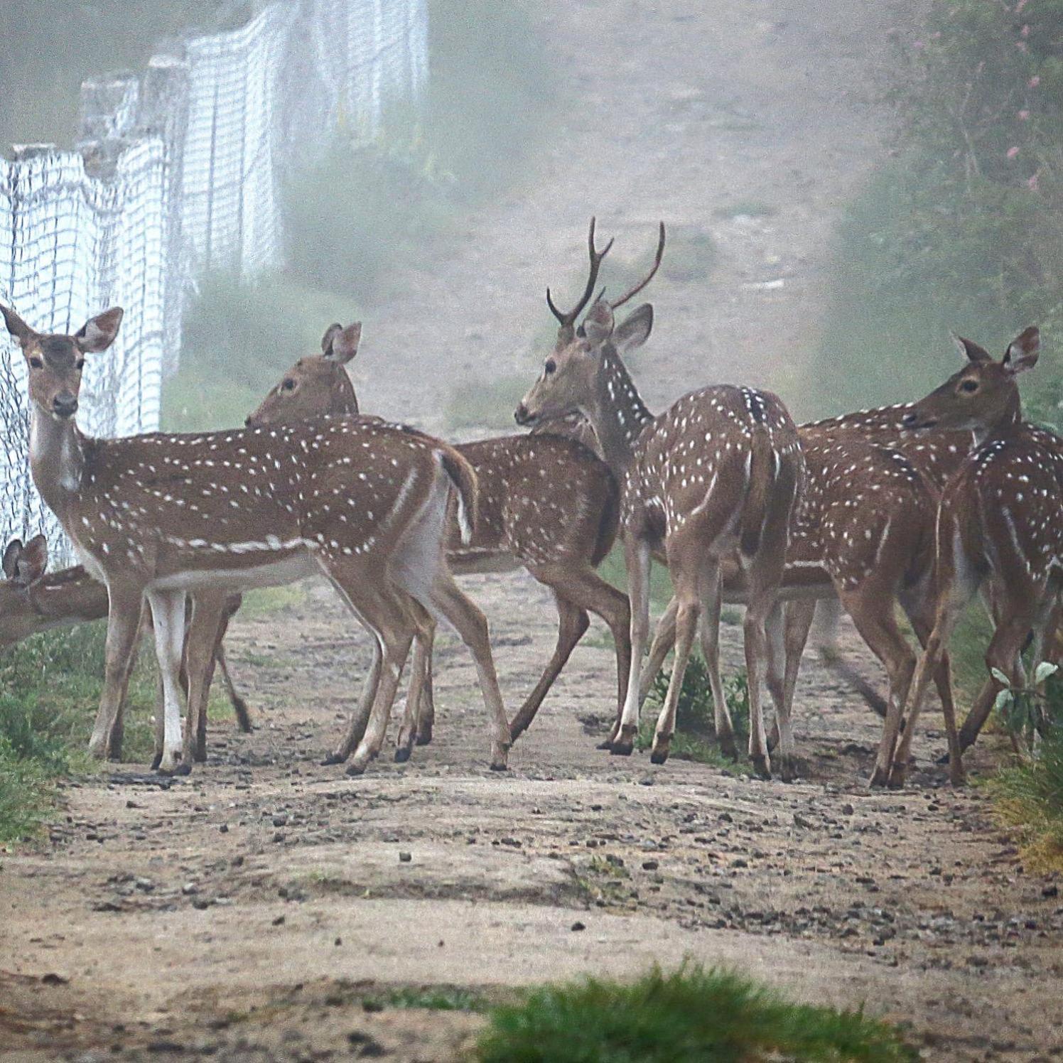 The Deer Meadows Villa Mudumalai Bagian luar foto