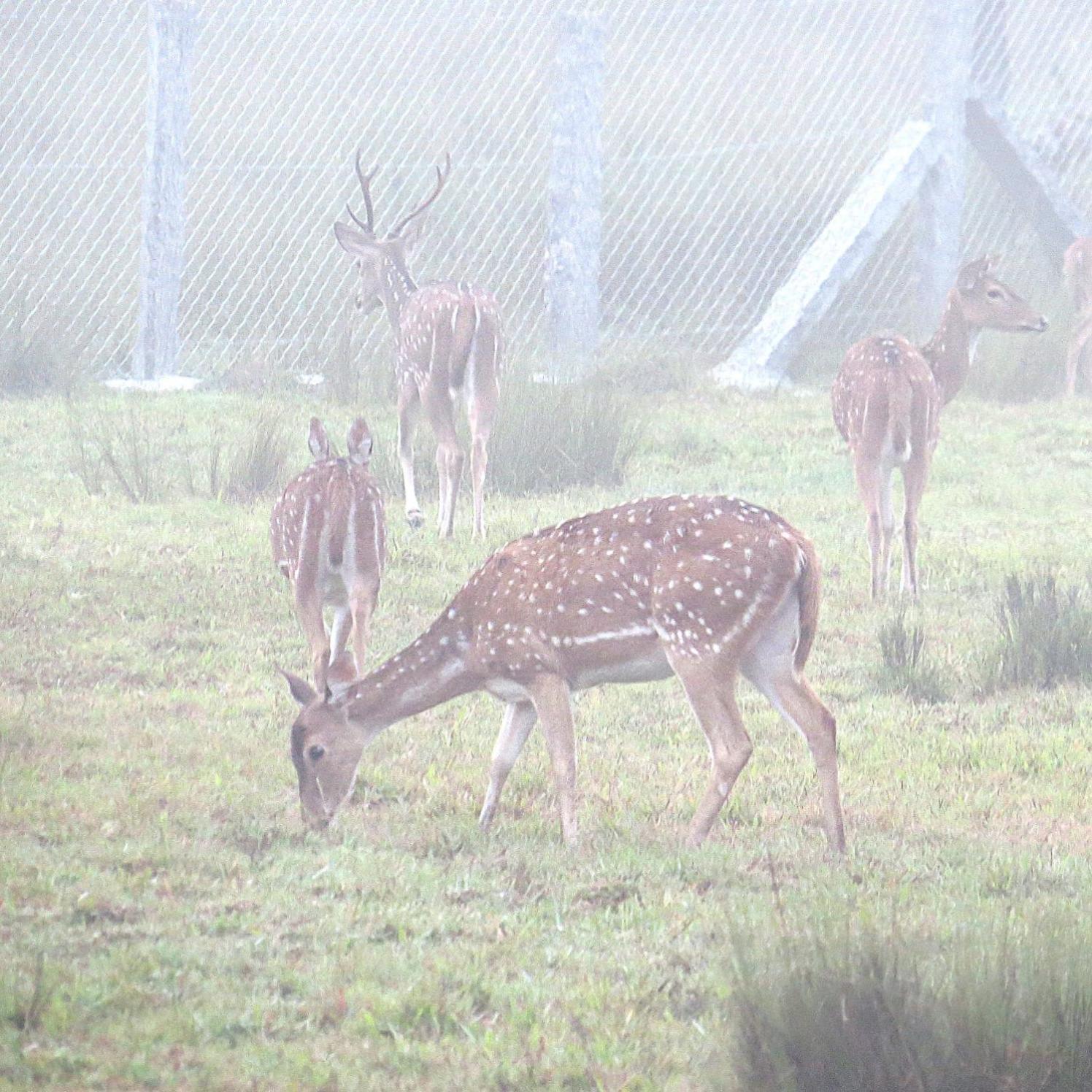 The Deer Meadows Villa Mudumalai Bagian luar foto