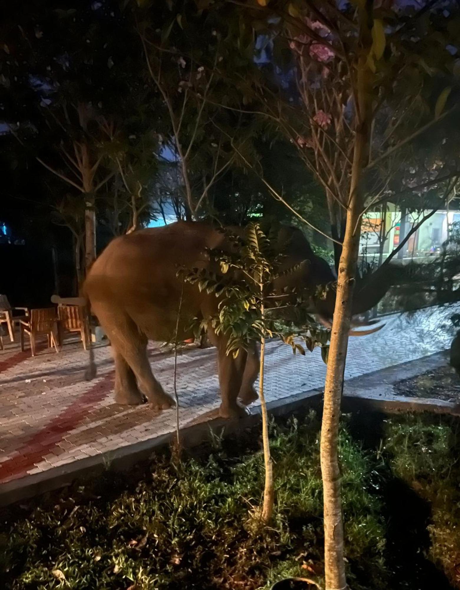 The Deer Meadows Villa Mudumalai Bagian luar foto